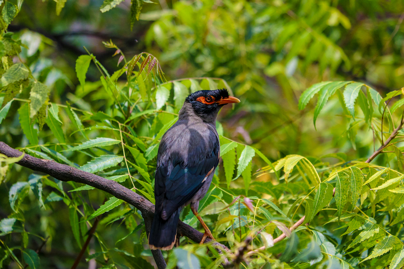 Bank myna bird with red eye patch and grayish body near a riverbank — native to South Asia