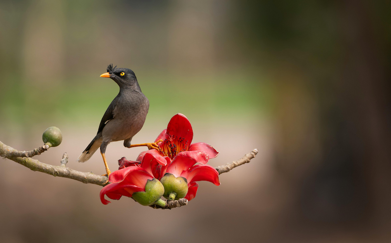 Jungle myna bird with dark gray-brown plumage and forehead crest in a rural setting